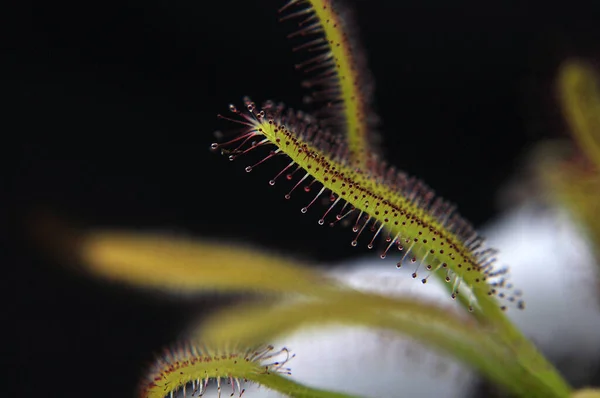 Siyah arka planda yırtıcı bitki Dewdrop makro fotoğrafı