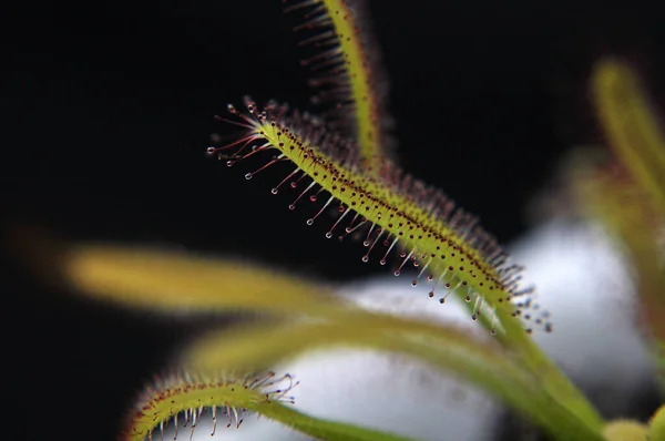 Siyah arka planda yırtıcı bitki Dewdrop makro fotoğrafı