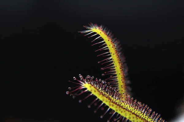 Siyah arka planda yırtıcı bitki Dewdrop makro fotoğrafı