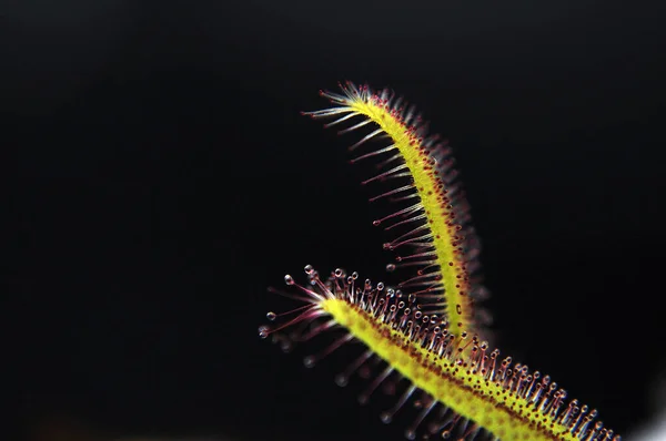 Siyah arka planda yırtıcı bitki Dewdrop makro fotoğrafı