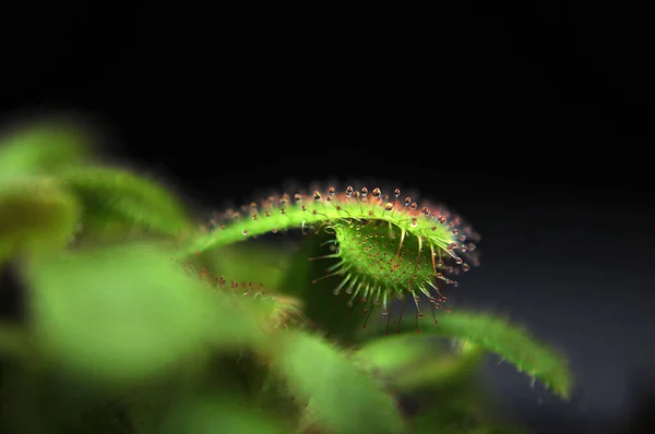 Siyah arka planda yırtıcı bitki Dewdrop makro fotoğrafı