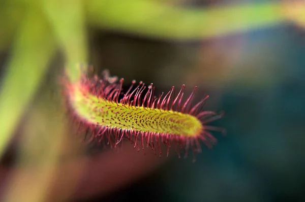 Siyah arka planda yırtıcı bitki Dewdrop makro fotoğrafı