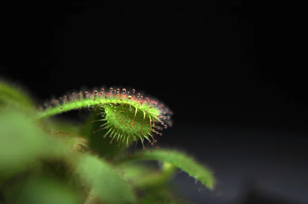 Siyah arka planda yırtıcı bitki Dewdrop makro fotoğrafı