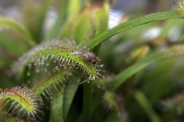 Siyah arka planda yırtıcı bitki Dewdrop makro fotoğrafı