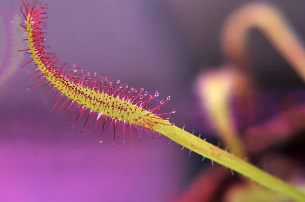 Siyah arka planda yırtıcı bitki Dewdrop makro fotoğrafı