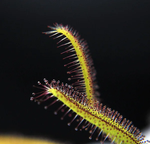 Siyah arka planda yırtıcı bitki Dewdrop makro fotoğrafı