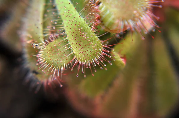 Siyah arka planda yırtıcı bitki Dewdrop makro fotoğrafı