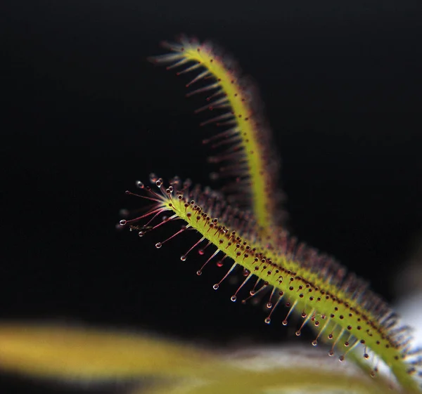 Siyah arka planda yırtıcı bitki Dewdrop makro fotoğrafı