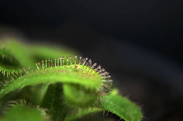 Siyah arka planda yırtıcı çiçekli çiyan damlası