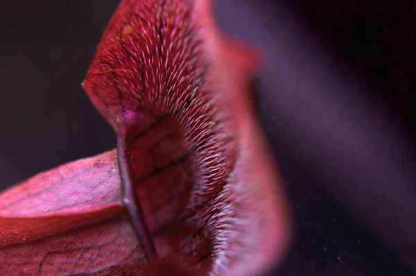 Böceksi etobur bitki siyah bir arkaplanda gerekli.