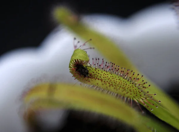 Siyah arka planda yırtıcı çiçekli çiyan damlası