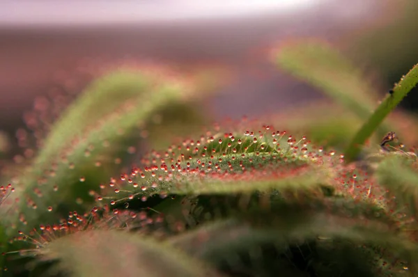 Siyah arka planda yırtıcı çiçekli çiyan damlası