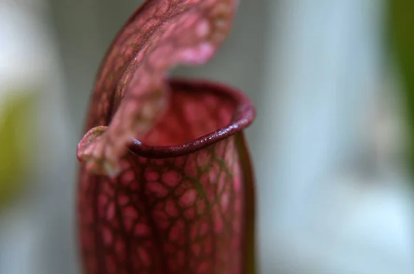 Böceksi etobur bitki siyah bir arkaplanda gerekli.