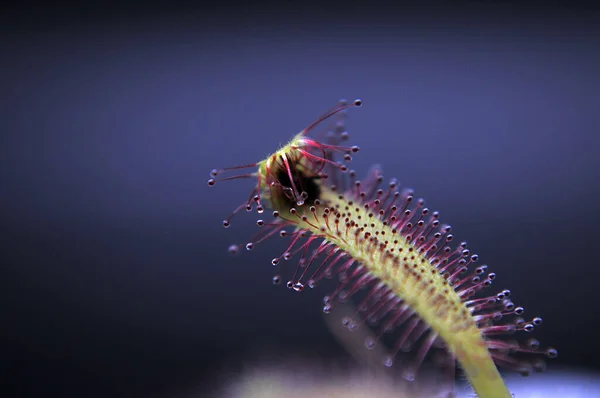 Siyah arka planda yırtıcı çiçekli çiyan damlası