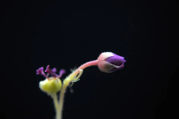 Siyah arka planda yırtıcı çiçekli çiyan damlası