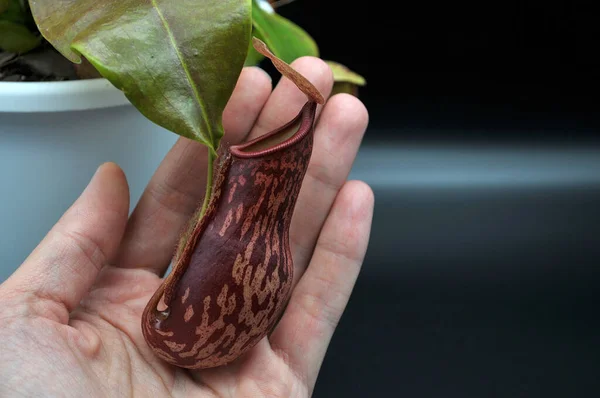 Böceksi etobur bitki siyah bir arkaplanda gerekli.