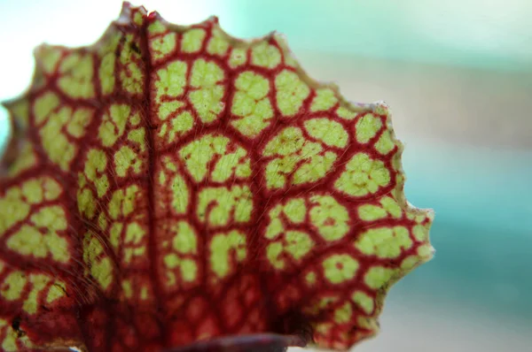 Siyah arka planda yırtıcı bitki Sarracenia