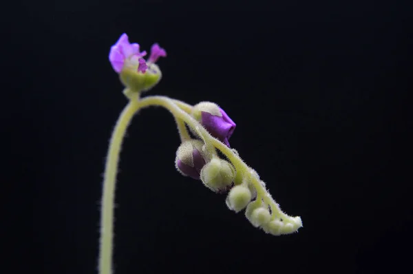 Siyah arka planda yırtıcı çiçekli çiyan damlası