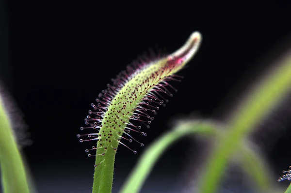 Siyah arka planda yırtıcı çiçekli çiyan damlası