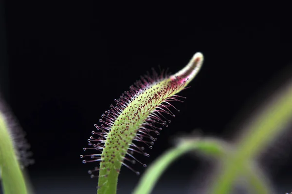 Ragadozó Virágzó Növény Dewdrop Egy Fekete Háttér — Stock Fotó