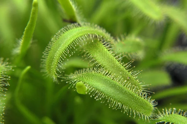 Siyah arka planda yırtıcı çiçekli çiyan damlası