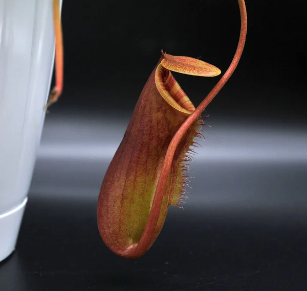 Böceksi etobur bitki siyah bir arkaplanda gerekli.