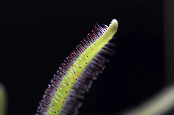 Siyah arka planda yırtıcı çiçekli çiyan damlası