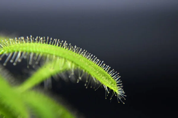 Siyah arka planda yırtıcı çiçekli çiyan damlası