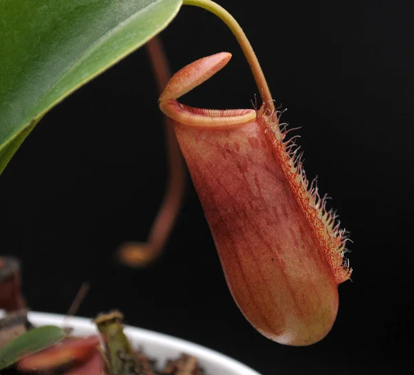 Böceksi etobur bitki siyah bir arkaplanda gerekli.