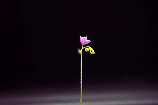 Siyah arka planda yırtıcı çiçekli çiyan damlası