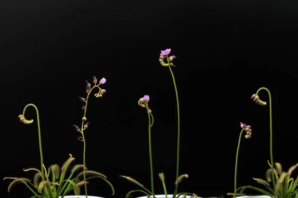 Siyah arka planda yırtıcı çiçekli çiyan damlası
