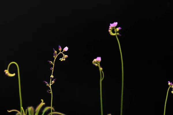 Siyah arka planda yırtıcı çiçekli çiyan damlası