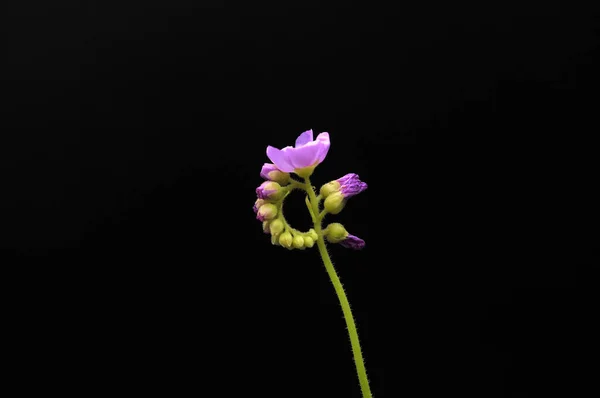 Siyah arka planda yırtıcı çiçekli çiyan damlası