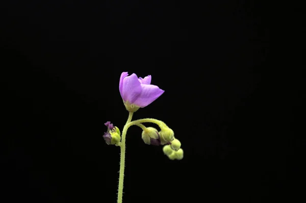 予備開花植物黒い背景に低下 — ストック写真