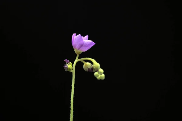 Siyah arka planda yırtıcı çiçekli çiyan damlası