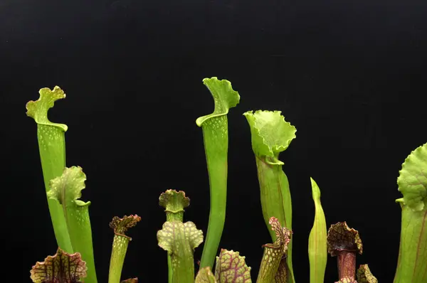 Siyah arka planda yırtıcı bitki Sarracenia