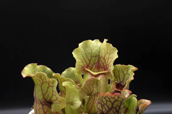 Siyah arka planda yırtıcı bitki Sarracenia