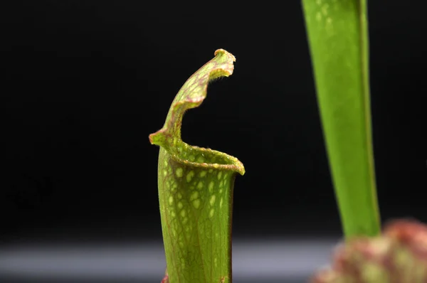 Predatory Növény Sarracenia Fekete Alapon — Stock Fotó