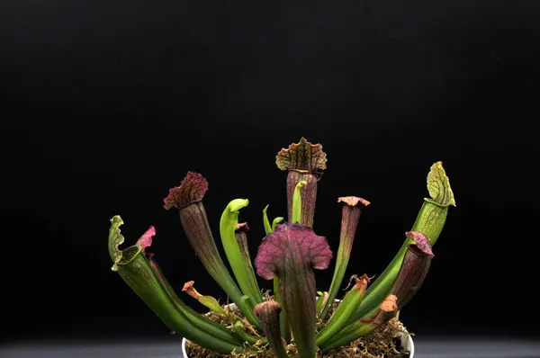 Siyah arka planda yırtıcı bitki Sarracenia