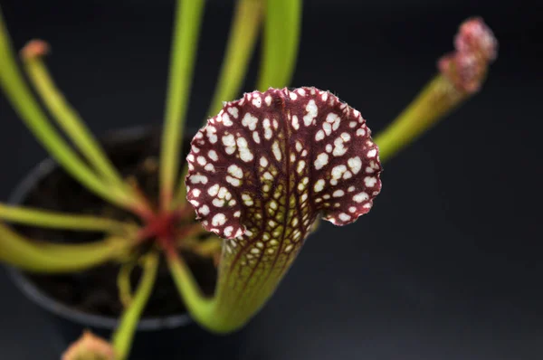 Siyah arka planda yırtıcı bitki Sarracenia