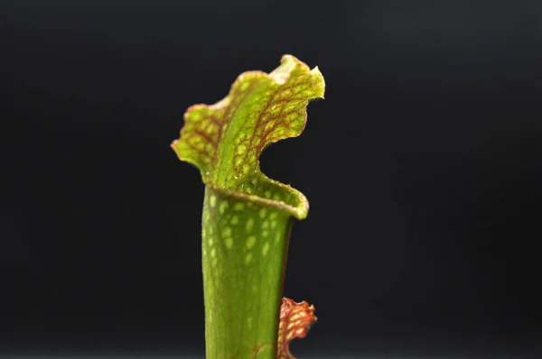 Siyah arka planda yırtıcı bitki Sarracenia