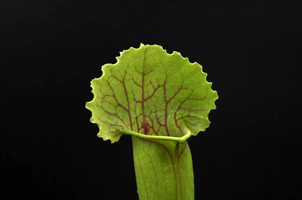 Siyah arka planda yırtıcı bitki Sarracenia