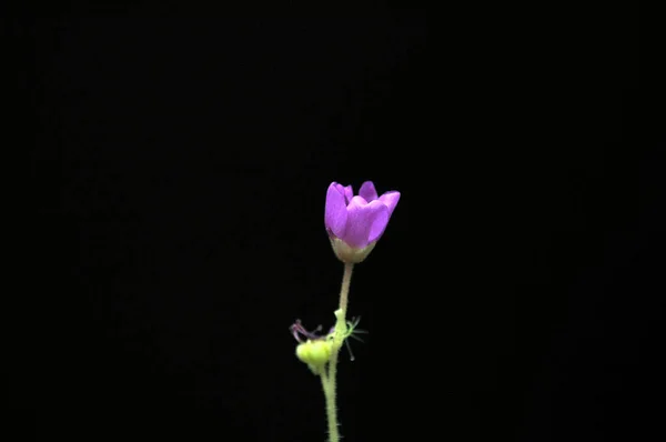 Siyah arka planda yırtıcı çiçekli çiyan damlası