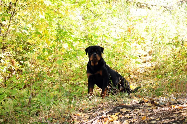Büyük siyah bir Rottweiler köpeğinin portresi