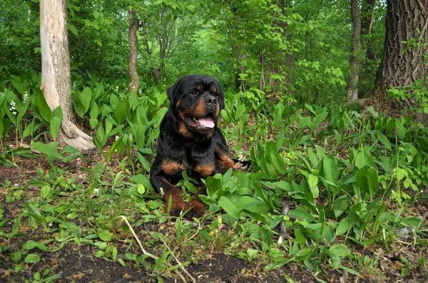 大型黑色Rottweiler犬的肖像 — 图库照片