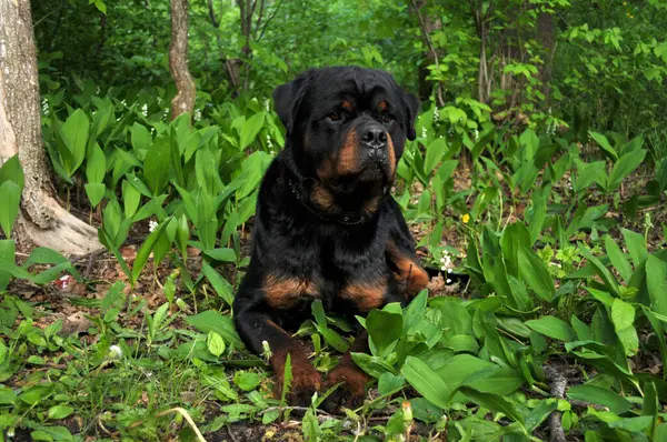 Büyük siyah bir Rottweiler köpeğinin portresi