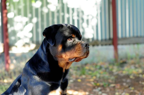 Büyük siyah bir Rottweiler köpeğinin portresi