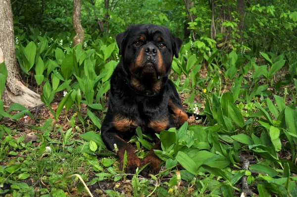 大型黑色Rottweiler犬的肖像 — 图库照片