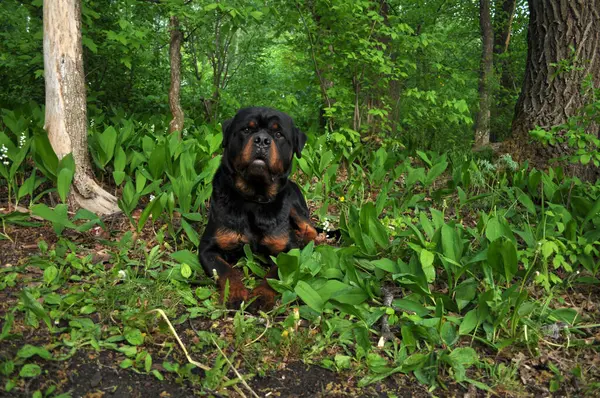 Büyük siyah bir Rottweiler köpeğinin portresi