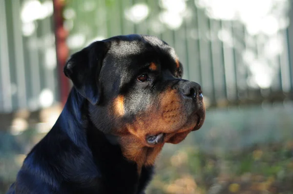Büyük siyah bir Rottweiler köpeğinin portresi